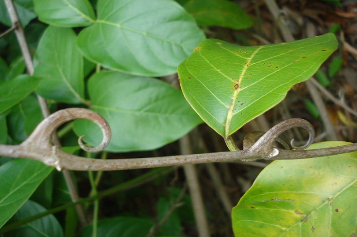 A Picture Of Native Cat's Claw Vine Showing Leaves and Hooks on The Vine